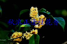 描写桂花香的诗句大全,赞美桂花香的诗句大全,描写桂花香的优美诗句大全
