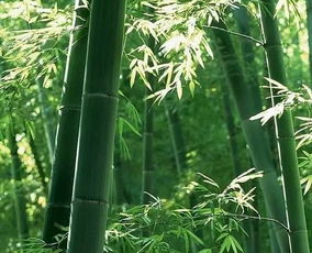 气节,歌颂,诗句