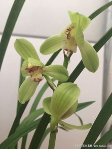 紫玉兰花的诗句古诗