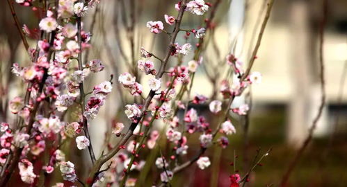 杏花,梨花,诗句,桃花