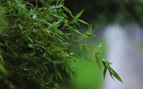 诗句,听雨,入睡