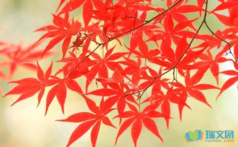 秋风红叶的诗句古诗