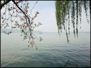 西湖,古诗,诗句,景色