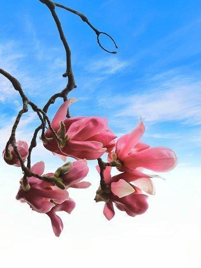 诗句,花语,诗中