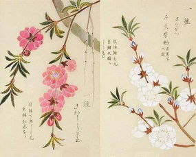 关于蜂蝶花月的诗句