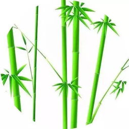 关于春天竹子的诗句