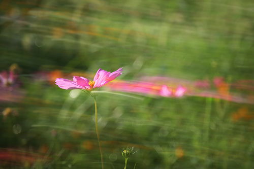 诗句,花香