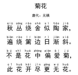古诗菊花诗句带拼音