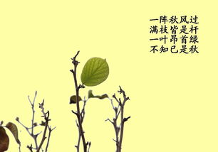 描写秋天叶子的古诗或诗句,有关叶子的诗句古诗,赞美叶子的诗句古诗