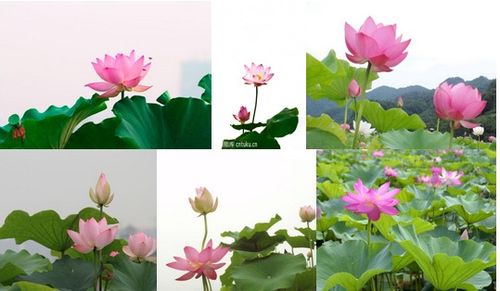 形容君子关于荷花的诗句
