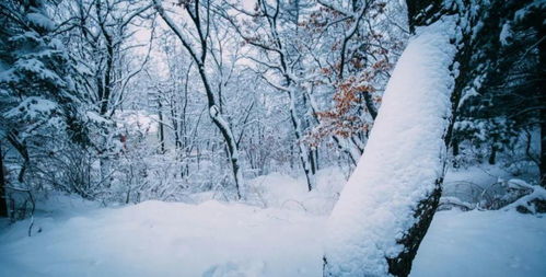 咏雪的古诗句千山犹绿怜霜叶