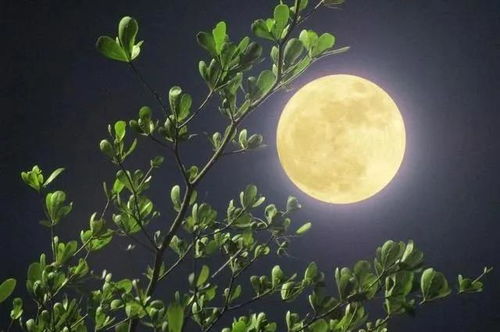 关于月亮和中秋有关的诗句