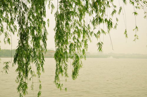 写夏季雨的古诗句,夏季雨的诗句古诗,描写夏季雨的古诗