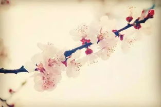 古诗中春的诗句