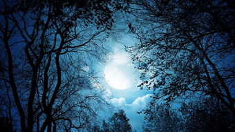 一个人夜晚喝酒的诗句,形容一个人夜晚孤独的诗句,夜晚想念一个人的诗句