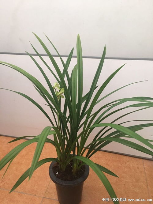 古诗,诗句,兰花,紫玉