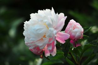 关于芍药花的诗句和词