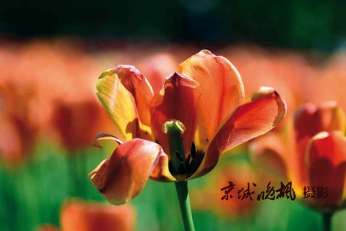 写花开的旺盛的诗句,形容花开得旺盛的诗句,秋季花开旺盛诗句
