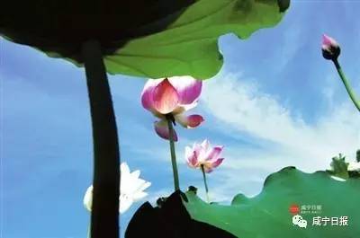 描写夏季美丽的古诗句