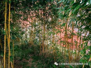 关于雨后美景的诗句