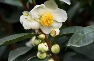 关于茶树花的诗句