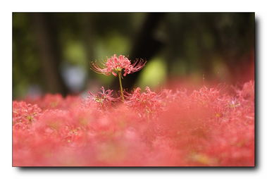 泰戈尔关于彼岸花的诗句