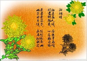 古诗有关菊花的诗句
