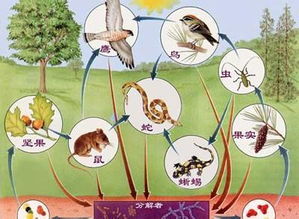 关于食物链的诗句