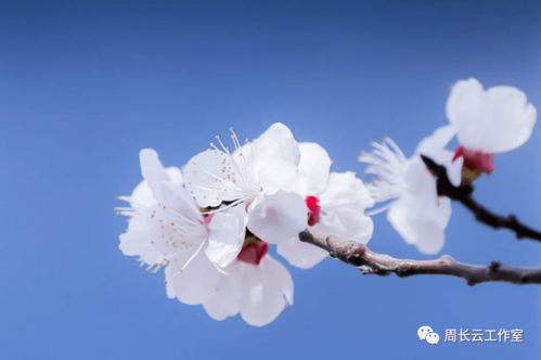 顺境利于成长的诗句,在顺境中成长的诗句,顺境更有利于人的成长诗句