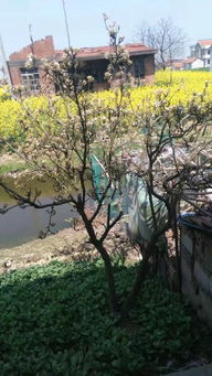 写两首关于景物的诗句