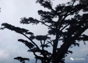 描写三月松树古诗词的诗句