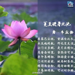 关于夏的诗句带有夏字