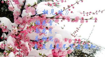 古诗文中含有花的诗句