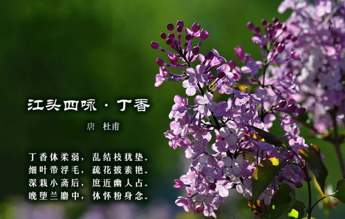 诗句丁香空结雨中愁的意思_青鸟不传云外信丁香空结雨中愁诗意_丁香花结雨中愁的意思