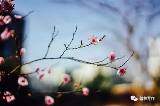 关于春花的古诗句大全