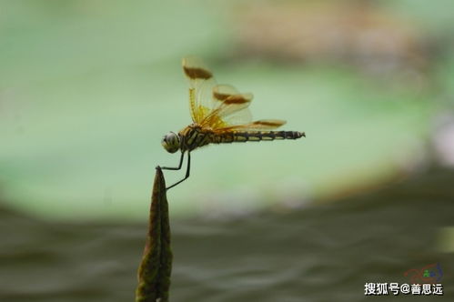 关于蜻蜓诗句古诗词