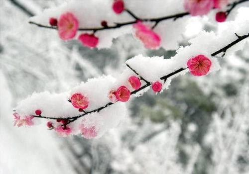 关于欣赏梅花的诗句