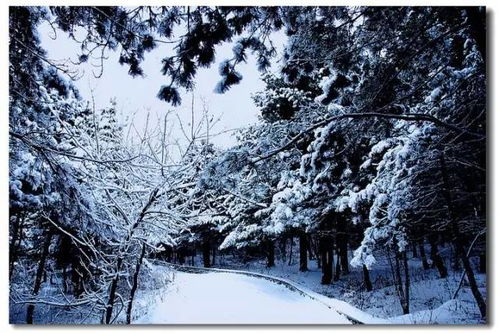 咏雪赞美雪的诗句,咏雪不见雪字的诗句,咏雪名句(描写雪的诗句)