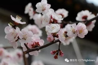 描写杏花的优美古诗句