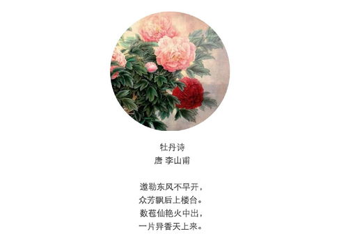 有关于赞美牡丹的诗句