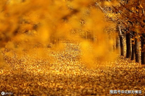 关于像人的夕阳的诗句
