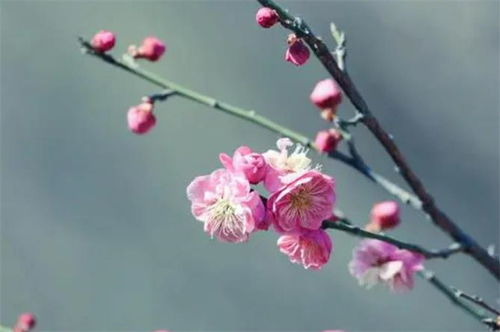 古诗中关于花的诗句