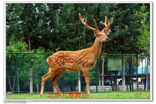 福字的美好寓意诗句,带程的美好寓意的诗句,鹿诗经中寓意美好的诗句
