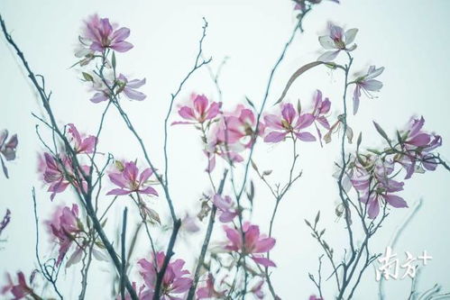 关于春花图的诗句古诗