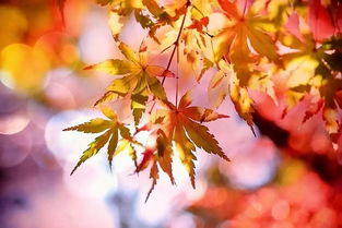 关于秋天的诗句(至少两句),秋天有哪些诗句写两句?,写两句和秋天有关的诗句