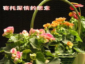 关于元宵节思念亲人的诗句