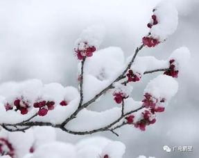 雪天,诗句,浪漫