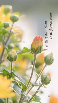 重阳节描写菊花的诗句古诗大全