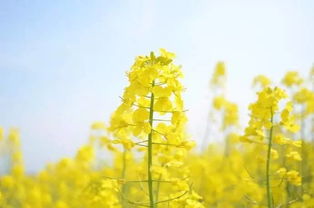 描写油菜花的古诗句,关于油菜花的古诗,关于油菜花的诗句古诗