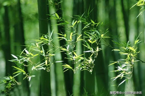 写竹的诗句古诗,颂竹的诗句古诗,竹的诗句古诗郑板桥